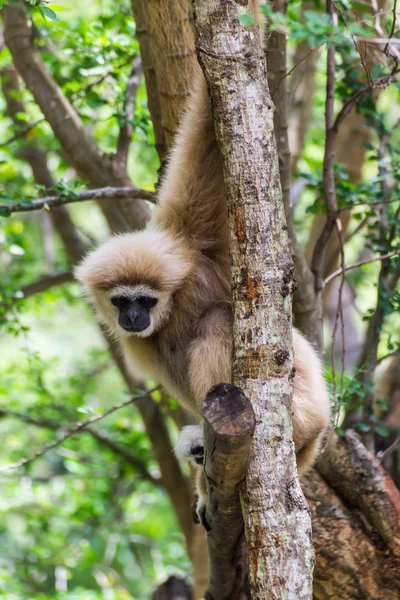 Gibbon a chiangmai állatkert, Thaiföld — Stock Fotó