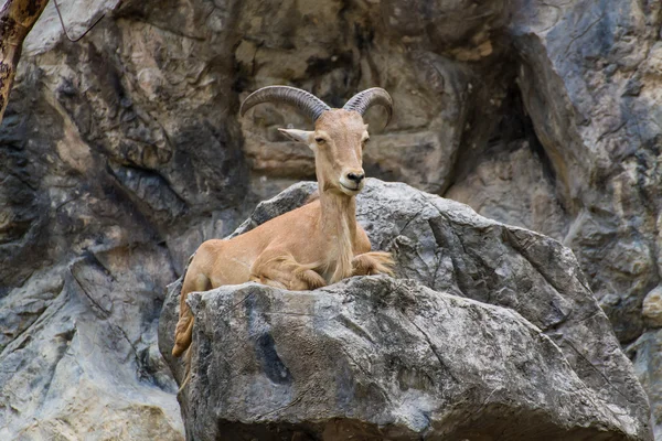 Chiudere gli occhi Capra sulla pietra nello zoo di Chiangmai, Thailandia — Foto Stock