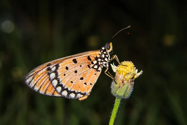 Papillon dans une fleur jaune — Photo