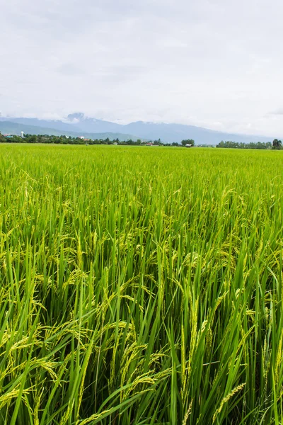 Mountain and green rice field in Thailand — Stock Photo, Image
