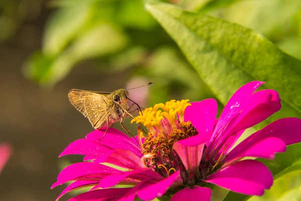 わらのピンクの花の摂食蝶 — ストック写真