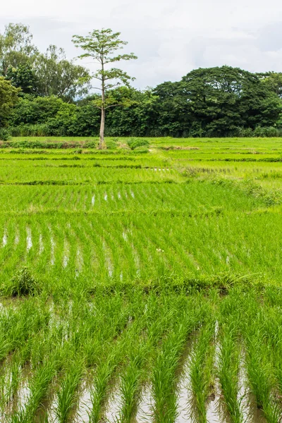 Chiangmai alanında pirinç, Kuzey Tayland — Stok fotoğraf