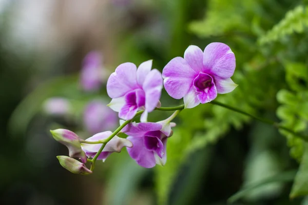 Orquídeas roxas — Fotografia de Stock