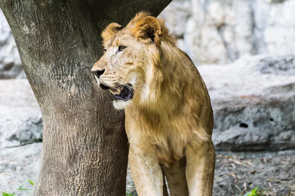 Lion ser i chiangmai zoo, thailand — Stockfoto