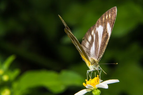 Borboleta alimentando-se de pequena flor — Fotografia de Stock