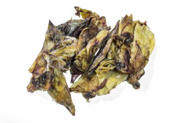 Mürekkep balıkları, görkemli kalamar