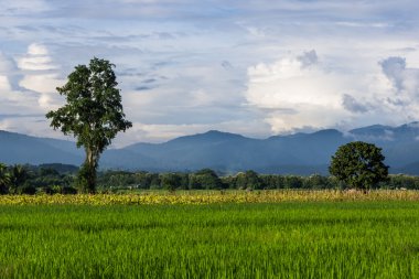 chiang Mai, Tayland pirinç alan peyzaj