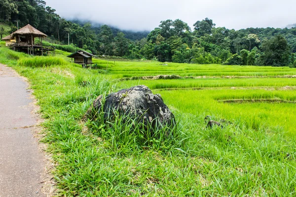 Beautiful green Rice Terraces in Doi inthanon, Maeglangluang — Stock Photo, Image