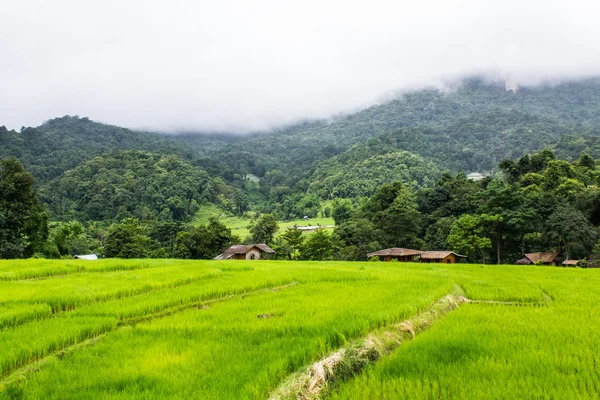 Belles terrasses de riz vert à Doi inthanon, Maeglangluang — Photo