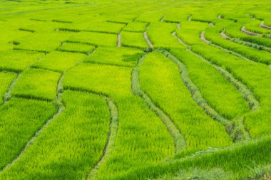 güzel yeşil pirinç terasları doi Inthanon, maeglangluang içinde