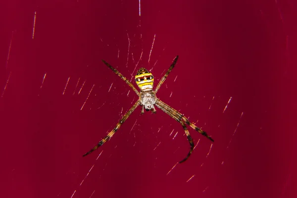 Fondo rojo araña — Foto de Stock