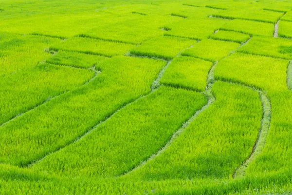 Belles terrasses de riz vert à Doi inthanon, Maeglangluang — Photo