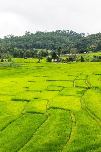 Hermosas terrazas de arroz verde en Doi Inthanon, Maeglangluang — Foto de Stock