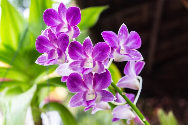 紫のラン — ストック写真