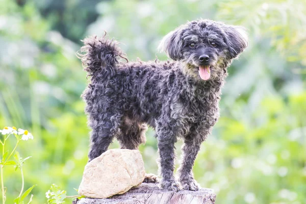 Hond gebruikt een boomstronk als kijkt — Stockfoto