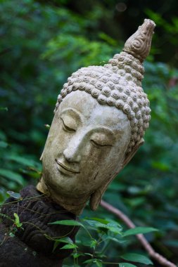 Buda'nın kafasından wat umong chiangmai