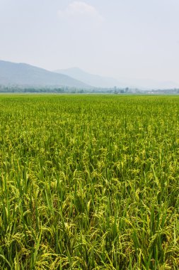 Yeşil alanlar gökyüzü mavi