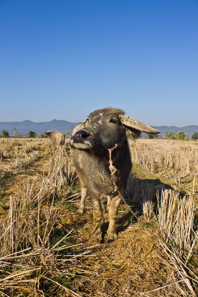Búfalos tailandeses en campos de arroz — Foto de Stock