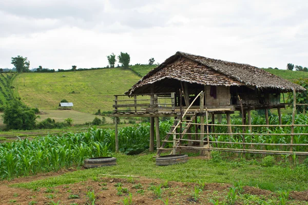 在清迈的玉米田的小屋 — 图库照片