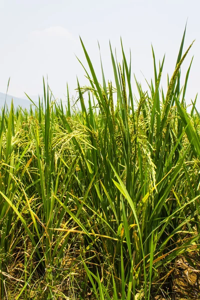 Golden fields blue skies — Stock Photo, Image