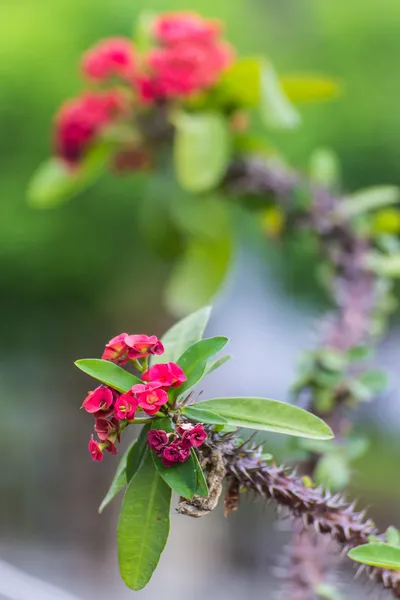 Fleurs rouges Poi Sian — Photo
