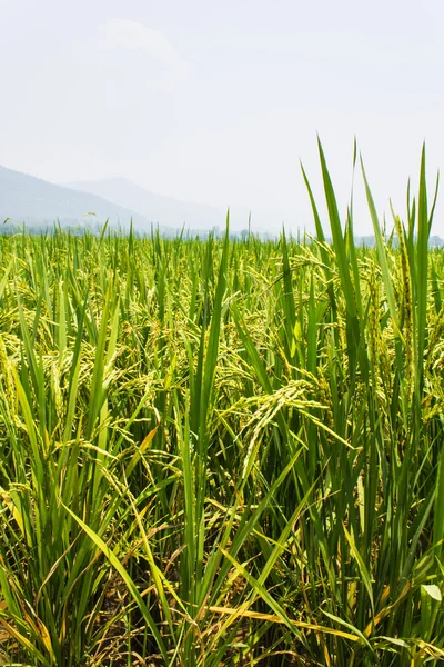 Green fields blue skies — Stock Photo, Image