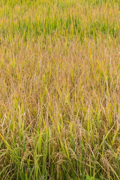 Golden fields in summer — Stock Photo, Image