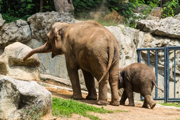 Mamma och baby elefant i chiangmai zoo, thailand Royaltyfria Stockbilder