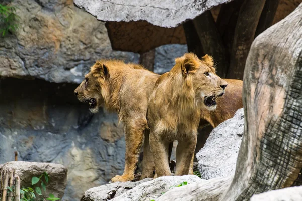 Två lejon i chiangmai zoo, thailand — Stockfoto