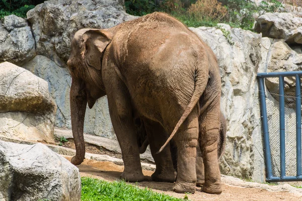 Elefante madre y bebé en Chiangmai Zoo, Tailandia — Foto de Stock