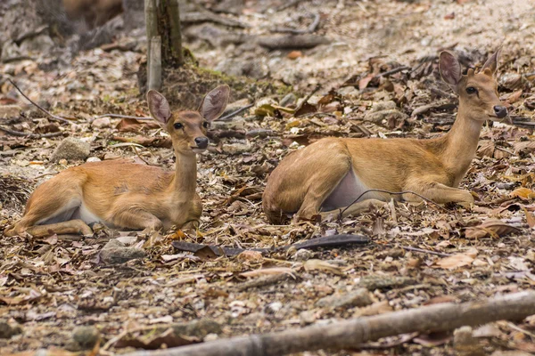 Two Small deer in Chiangmai Zoo , Thailand — Stock Photo, Image