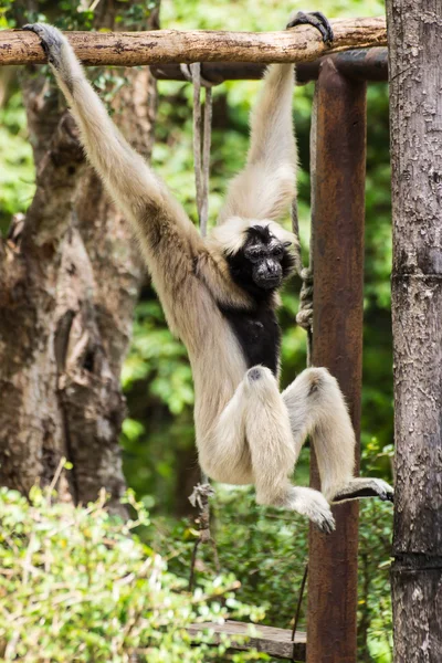 Gibbon in chiangmai dierentuin, thailand — Stockfoto