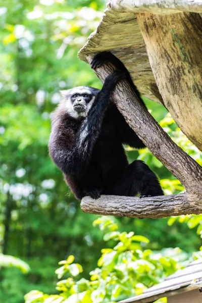 Gibbon in chiangmai dierentuin, thailand — Stok fotoğraf