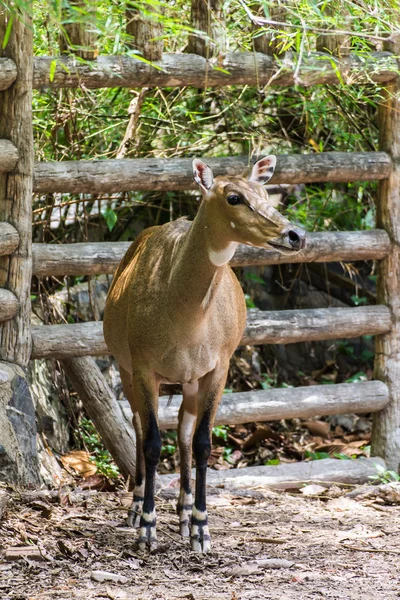 Joven gacela goitered buscando sospechoso en el zoológico de Chiangmai —  Fotos de Stock