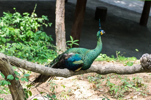 Peacock on Vine in Chiangmai Zoo , Thailand — Stock Photo, Image