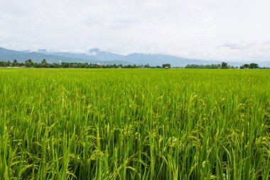 dağ ve yeşil pirinç alan Tayland