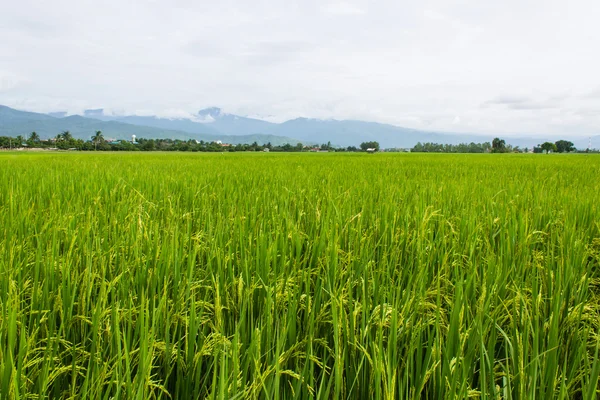 Berg und grünes Reisfeld in Thailand — Stockfoto