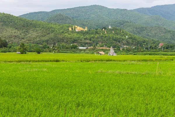 Thaise veld en gouden grote Boeddhabeeld op wat mokkanlan — Stockfoto