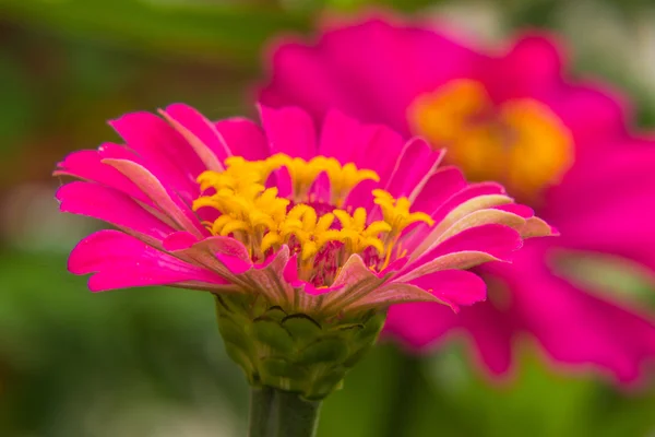 Macro Pink Straw flower — Stock Photo, Image