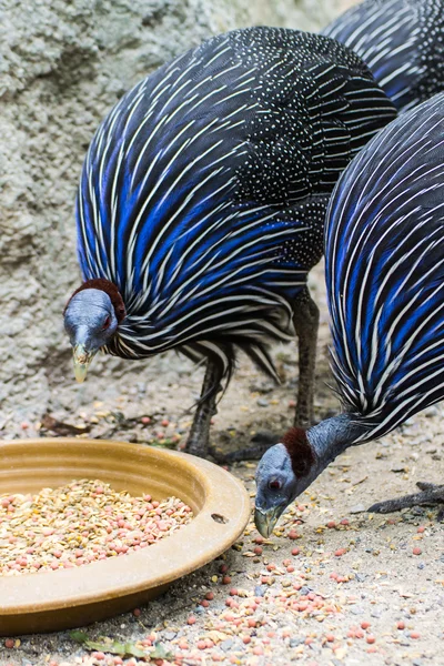 Turquie bleue manger — Photo