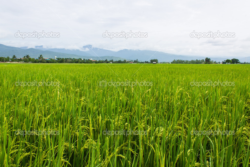 Mountain and green rice field in Thailand