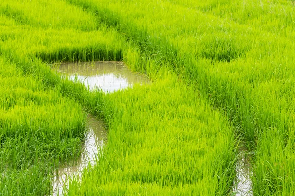 Plántulas de arroz en Chiangmai Tailandia — Foto de Stock