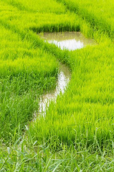 A rice seedlings in Chiangmai Thailand — Stock Photo, Image