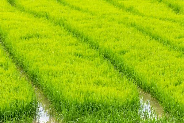 A rice seedlings in Chiangmai Thailand — Stock Photo, Image