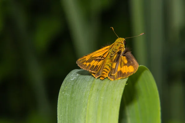 Papillon sur un brin d'herbe — Photo