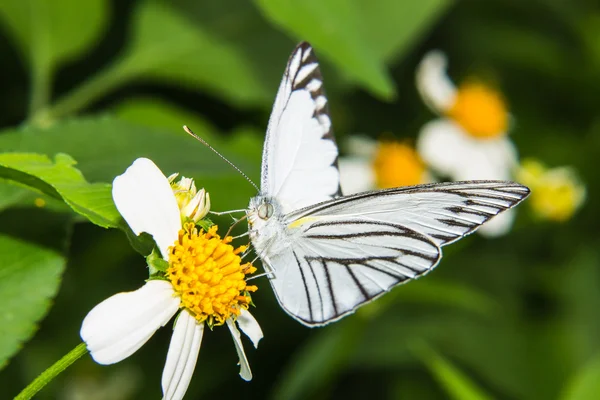 Borboleta alimentando-se de pequena flor — Fotografia de Stock