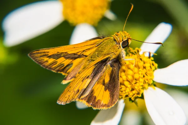 Mariposa alimentándose de una pequeña flor — Foto de Stock