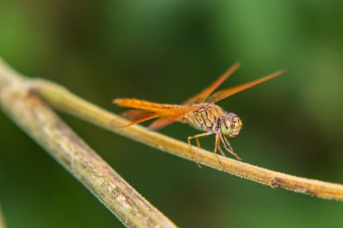 yusufçuk niteliğine, makro