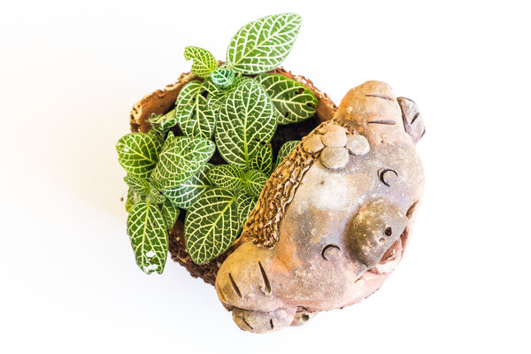 Цветочные горшки Клей смешной поросенок
