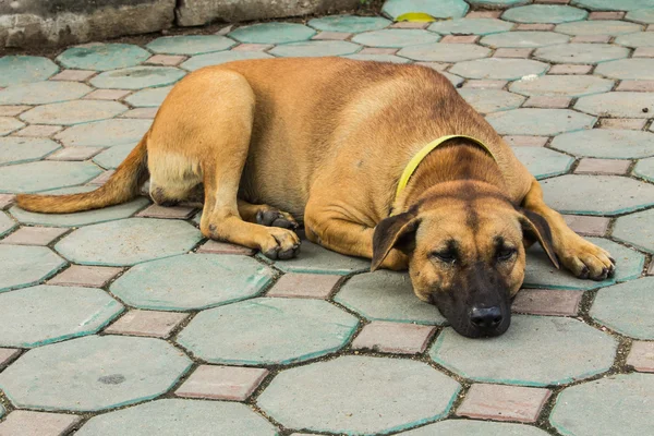 Dog Thailand — Stock Photo, Image